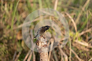 Reel bird perched atop a thin twig in a grassy field, its wings outspread in a relaxed posture