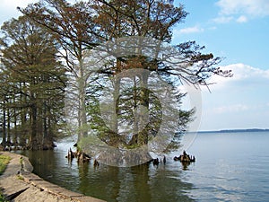 Reelfoot Lake