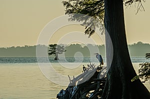 Reelfoot Lake, Tennessee State Park