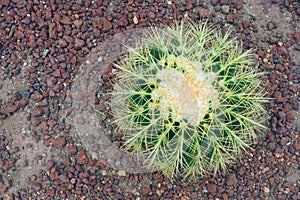 Reen big Golden Barrel Cactus with its sharp thorns