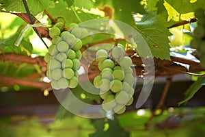 Reen grapes in garden