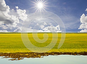 Reen grass and blue sky