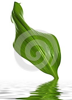 Reen leaf