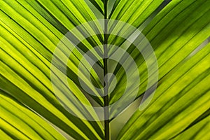 Reen leaf as background