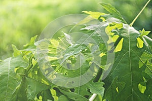 Reen leaf nature of papaya with light fare