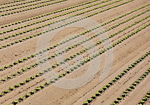 Reen lettuce shoots growing in sandy soil
