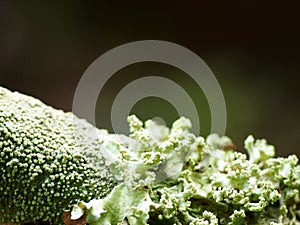 Reen moss lichens growing on wet brown bark