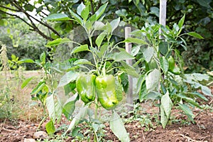 Reen pepper plant in the garden