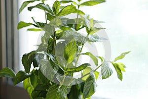 reen plant in pot on blurred background