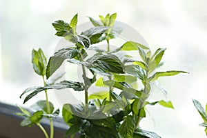 reen plant in pot on blurred background