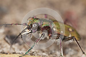 Reen tiger beetle (Cicindela campestris)