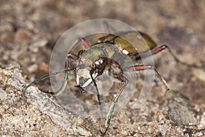 Reen tiger beetle (Cicindela campestris)