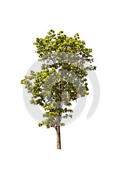 Reen tree isolated on a white background. There are many branches. And a shrub