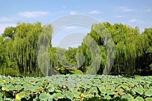 reen trees with lotuses in the foreground on a blue sky background
