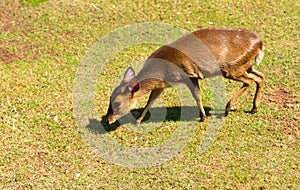 Reeves' Muntjac