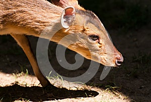 Reeves' Muntjac