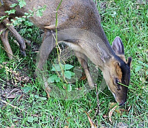 Reeves muntjac, Muntiacus reevesi