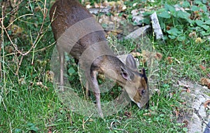 Reeves muntjac, Muntiacus reevesi