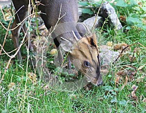 Reeves muntjac, Muntiacus reevesi