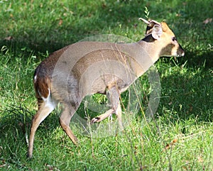 Reeves muntjac, Muntiacus reevesi