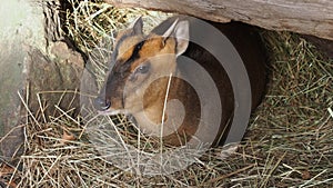 Reeves muntjac Muntiacus reevesi