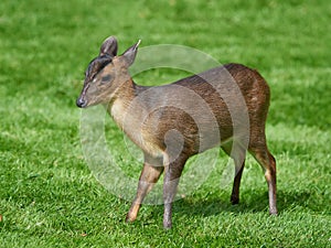 Reeves muntjac Muntiacus reevesi