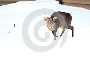 Reeves muntjac photo