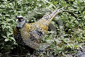 Reeves pheasant bird on ground in foliage, beautiful gold color photo