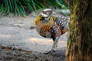 Reeves Pheasant bird
