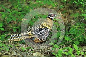 Reeves pheasant photo