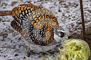 Reeves pheasant. Syrmaticus Reevesi.