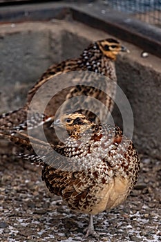 Reeves pheasant. Syrmaticus Reevesi.