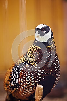 Reeves pheasant. Syrmaticus reevesii