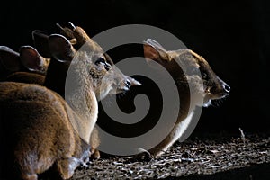 Reeves`s muntjac also known as Chinese muntjac