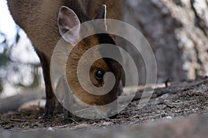 Reeves`s muntjac also known as Chinese muntjac