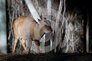 Reeves`s muntjac also known as Chinese muntjac