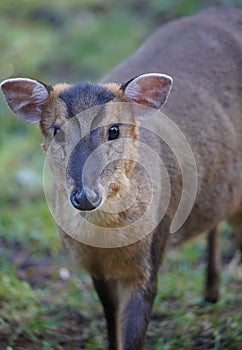 Reeves's muntjac deer in a natural wilderness habitat