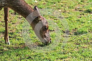 Reeves's muntjac (Muntiacus reevesi)