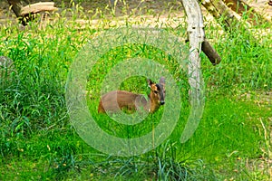 Reeves`s muntjac Muntiacus reevesi, also known as Chinese muntjac