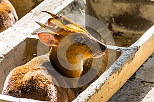 Reeves`s muntjac Muntiacus reevesi, sitting in a stone feeding trough, also known as Chinese muntjac, is a muntjac species foun