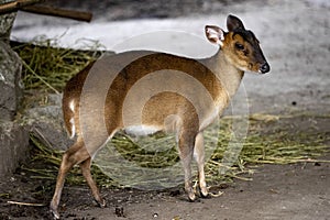 Reeves`s muntjac, Muntiacus reevesi, stands and observes the surroundings