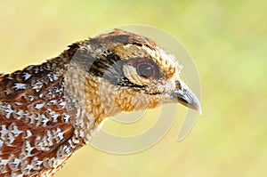 Reeves's Pheasant