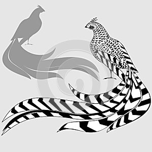 Reeves's Pheasant and silhouette of pheasant