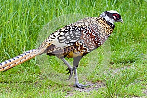 Reeves\'s pheasant (Syrmaticus reevesii) male in natural habitat