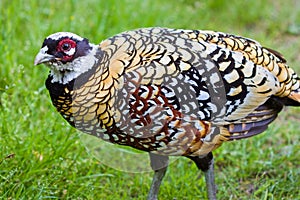 Reeves\'s pheasant (Syrmaticus reevesii) male in natural habitat