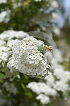 Reeves spiraea