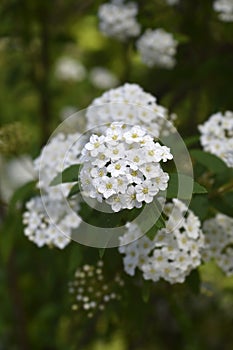 Reeves spiraea