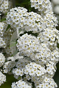 Reeves spiraea