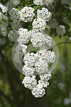 Reeves spiraea