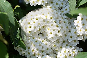 Reeves Spirea